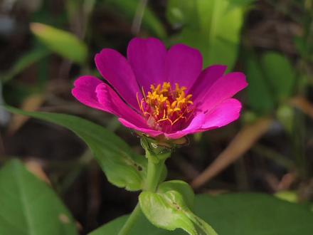路边的花🌺完整版制作教程来啦! #达芬奇 #调色 #摄影 #教程