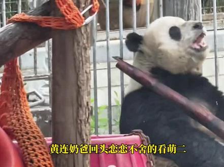 黄连奶回头爸恋恋不舍的看萌二 185黄连奶爸蹲着给萌二抹眼药 萌二心疼奶爸蹲的时间长 一只大熊猫也知道心疼自己的奶爸 奶爸也心甘情愿的为他忍受腰痛 他们一定很爱很爱对方 好感动2026.4.27@快乐小二 @白小楠杂货铺 #黄连奶爸给萌二上药#黄连奶爸和萌二的父子情#萌二也知道心疼奶爸#萌二人里人气#萌二感动瞬间