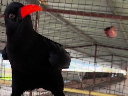 全网藏红繁殖第一人#红嘴山鸦 #萌宠日常记录