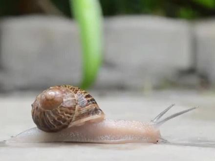 蜗牛有多少颗牙齿?将它们放大1千倍,可能1天也数不完。 #奇妙的动物 #神奇动物在抖音 #科普 #涨知识 #动物 #动物世界