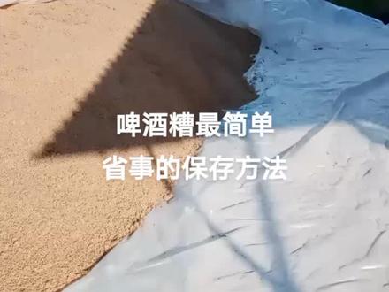 每个月一车啤酒糟,很多人不会保存坏的多,我的是一车吃一个月一点坏的都没有,特别是现在夏天保存不好坏的多,酒糟现在不便宜,坏的就是钱#牛羊饲料