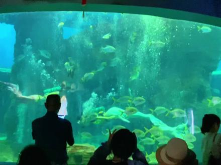 北海海洋之窗 儿童节假期,带亲子出来或者来北海旅游的朋友,这个北海海洋之窗宝藏地你一定要来。#北海海洋之窗 #北海旅游攻略 #六一去哪玩 #一起去看海底世界 #亲子游玩好去处