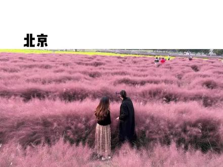 北京长势超好的粉黛子 超级漂亮 拍照巨出片#粉黛乱子草 #抖音带你去赏花 #旅哈哈