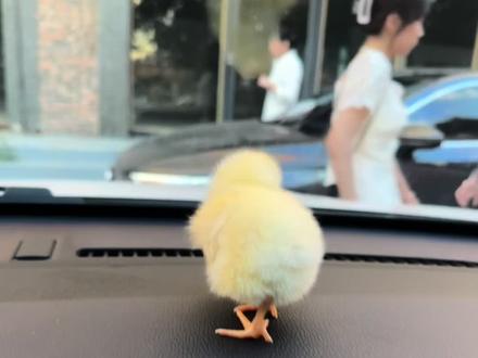小鸡成长史🐥#小鸡 #城市养鸡人 #萌宠日常记录
