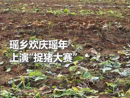 抓住直接抱回家!瑶乡欢庆瑶年上演“捉猪大赛”,现场氛围欢乐十足。(人民日报记者陈隽逸)@贵州麻江抓猪妹文凤琴