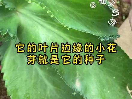 草莓是什么时候种植最好 49c420a83cfc4b61c2e81800ec8d5b11~tplv-dy-resize-origshort-autoq-75:330.jpeg?x-expires=1987304400&x-signature=lHnXGVEugV1SWQccmFINQmLQIfI%3D&from=3213915784&s=PackSourceEnum_AWEME_DETAIL&se=false&sc=cover&biz_tag=pcweb_cover&l=021671944783352fdbddc01000900686242112f40000010a2210b