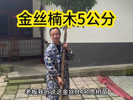5公分金丝楠木适合庭院别墅种植#金丝楠木#金丝楠木树苗#金丝楠#别墅庭院植物 #金牌苗木人