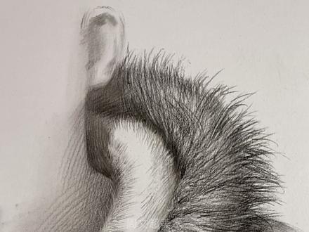 教你一招轻松搞定毛领的画法#美术生 #素描 #美育中考