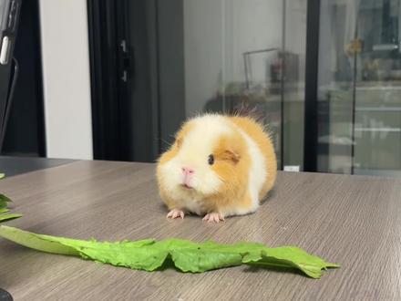 “当我让豆包盯着小猪不准偷吃蔬菜时…” #萌宠 #豚鼠日常 #荷兰猪 #动物成精