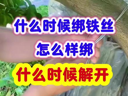 什么时候绑铁丝?怎么样绑?什么时候解开? #荔枝 #荔枝种植 #荔枝管理 #三农种植