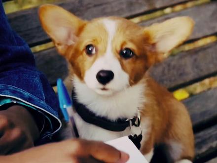 ##感人狗狗电影推荐巜一条狗的使命3》 #精神小狗