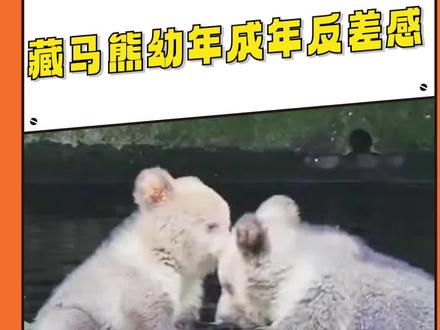 小东西小时候可爱长大之后也挺可……怕啊#藏马熊#萌宠#可爱#猛兽