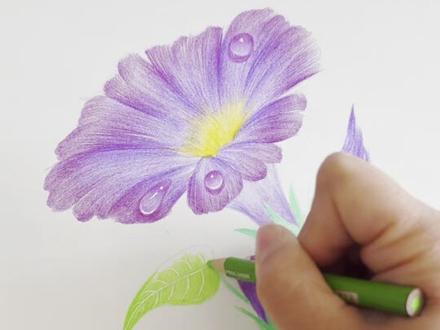 紫色的彩铅花朵 一朵漂亮的紫色牵牛花花朵,特别适合零基础的小伙伴练习排线技巧#真正艺术素养的养成 #画画 #彩铅#绘画 #美术