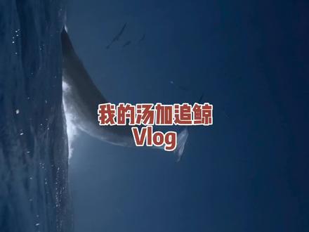 谢谢你花2分钟和我去汤加云追鲸🐋#旅行vlog #旅行的意义 #汤加 #海岛度假 #人生旅记
