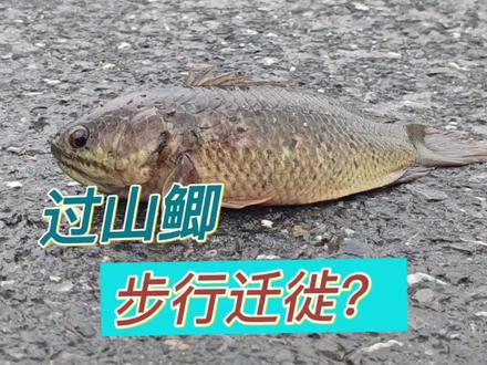 过山鲫暴雨后常会上岸迁徙,寻找新的水源,这也是南方雨后路边经常能见到它的原因。#鱼类 #大自然