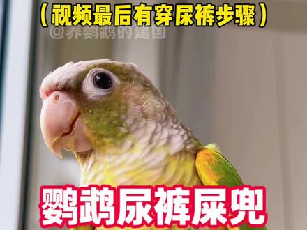 怕鹦鹉在家里到处拉粑粑可以直接给鹦鹉穿一个屎兜尿裤,方便好看又省心。视频最后有鹦鹉穿尿裤的步骤哦。#鹦鹉尿裤 #鹦鹉屎兜教程 #鹦鹉纸尿裤 #新手养鹦鹉 #鸟屎兜