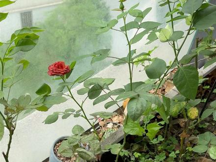 “悔”写成“梅”!实力再强也毁在了视力! #梅