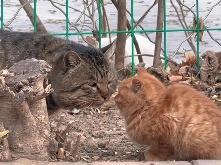 🌞🌞我严重怀疑小橘宝是大狸狸先生的基因🧬…!😹😹 #猫 #猫咪 #萌宠 #vlog日常 #萌宠出道计划 @三十七度八,