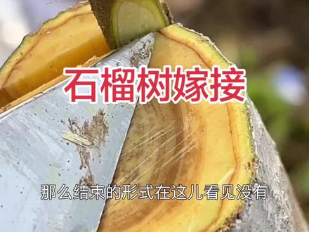 慕乐软籽石榴树嫁接方法#嫁接 #石榴树#慕乐#玛丽斯#胭脂红