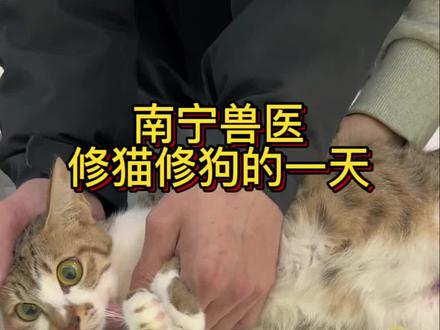 南宁兽医修猫修狗的一天#狗狗🐶 #兽医 #宠物医院 #乡村兽医