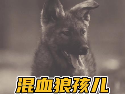 混血狼犬的呆萌时期 #萌宠 #混血狼犬 #蓝湾牧羊犬 #北美大灰狼 @DOU+小助手