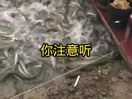 不放虫卵就可以生虫的育虫新方法,你学会了吗?#蛋白虫养殖技术。#蛋白虫养殖基地。#蛋白虫喂鸡 #蛋白虫喂鱼虾蟹