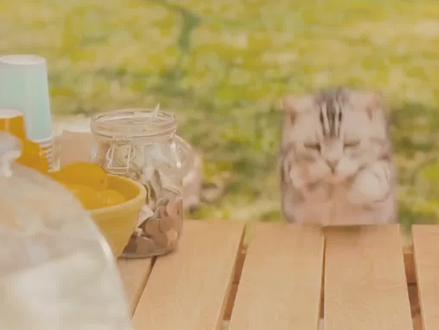 女孩养了条食人鱼,把邻居家的猫给吃了,奇幻短片#我的观影报告#解说影视