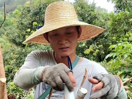 今天下很大雨,上午锯好的树,一天才做