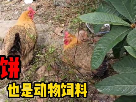 菜籽饼不仅水产鱼类可用,我们饲养畜禽的也可喂养家禽