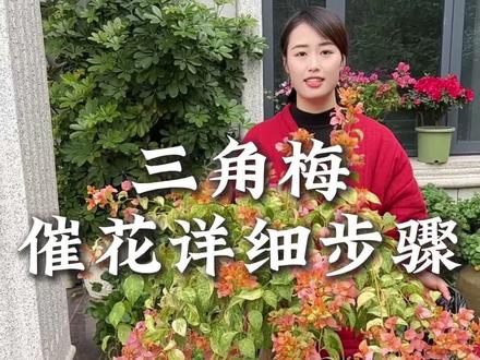 三角梅开花控水,你控对了吗?一个视频教会你三角梅催花的方法#三角梅 #控水催花 #三角梅控水