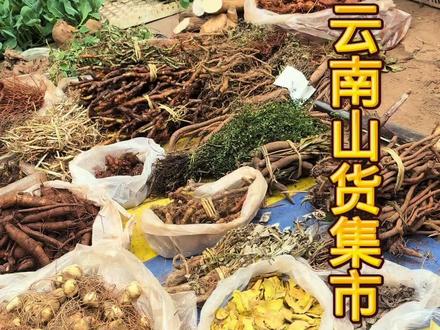 云南山货集市,只有你不认识的、没有见不到的!#野生药材 #山货 #记录