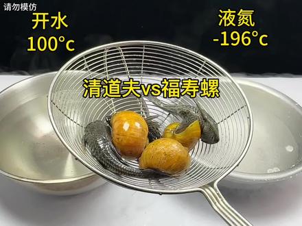 福寿螺清道夫极限挑战 让清道夫和福寿螺在液氮和开水中反复横跳会发生什么事!#科普#清道夫奇葩试验 #瓜子二手车#福寿螺