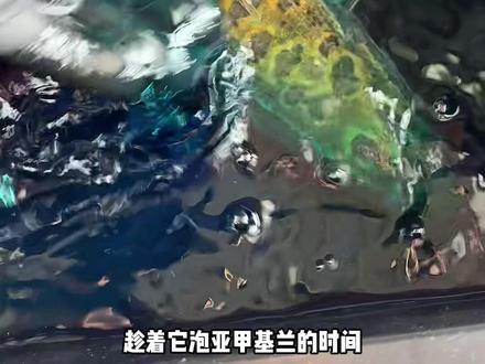 菜市场买的黑鱼,能不能在家里养活? #黑鱼 #养鱼 #养鱼日记