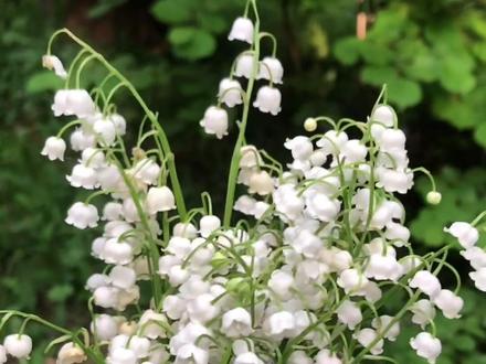 #铃兰 据说国内铃兰非常贵,结婚捧花要2000?俄罗斯的野生铃兰就跟杂草一样,到处泛滥。铃兰属于侵入物种,串根蔓延,一大片地,其他植物都会被欺死,全身有毒,很多人容易和野韭菜混淆,吃完进医院,其实铃兰一点韭菜味没有😂🤦♂️别来跟我说,不要采,只观赏,俄罗斯一束老奶奶才卖20块钱。 #铃兰 #海外生活 #户外 #采野菜