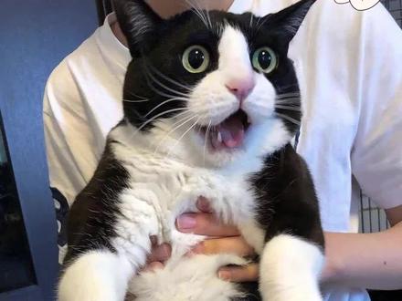 为什么奶牛猫被称为“猫界神经病”? #萌宠 #猫咪 #奶牛猫 #奶牛猫就是神经猫 #奶牛猫受害者联盟 #猫咪的迷惑行为