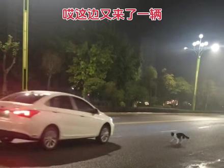 雨下追车寻主人的边牧,是故意丢弃还是走丢?希望狗主人看到尽快领回家#狗寻主人 #狗狗的心思都写在脸上了 #寻主人