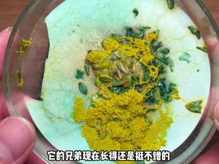 黏菌虽然找到了食物,但是兵力不足,紧急补充一波 #玩个很新的东西 #黏菌