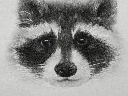 干脆面来袭😜#素描动物 #素描 #小浣熊
