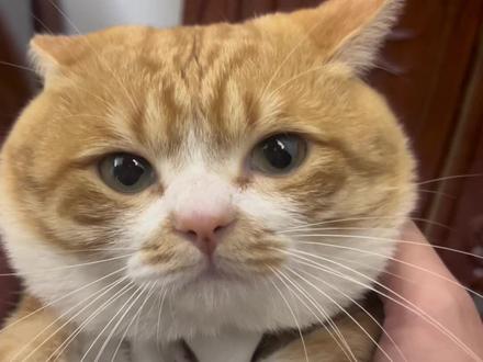 总是一副弱不禁风…#猫咪的迷惑行为 #哈基米 #猫里猫气