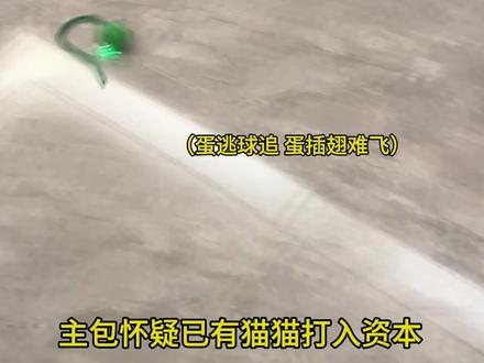 一个球给家里俩活物都逗上了#居家好物 #逗猫神器