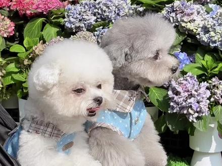 天气热了,快给狗狗安排上清火的狗粮吧,现在活动性比价真的高! #鸭肉梨狗粮 #狗狗泪痕 #狗粮 #新手养宠 #养宠好物