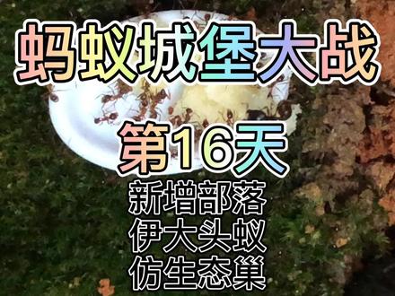 〈蚂蚁城堡大战〉新增部落#伊大头蚁 蚂蚁 仿生态巢 #蚂蚁工坊