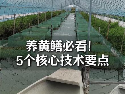 养黄鳝必看!5个核心技术要点,新手也能少走弯路#水产养殖#黄鳝#老罗鳝说#三农#抖音助农