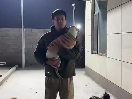 11.2直播回放 宝女咬(无恶意)莲梅的尾巴,可爱;宝女偷吃,比黄男长得大一圈;解释冰箱贴事宜,冰箱贴是黄牛没有到卖出去回流的未发货库存,售卖者有鼎立最棒啦、霍格沃兹的蒜皮儿和粘人的好孩子以及公司的成员;放女生宿舍;骏良请大家再宽限一两天减肥视频;骏良扛着好孩子跑,好孩子高兴极了;好孩子脸上是免疫性导致的皮肤病;棍子立耳,天狼教棍子咬棍子;下个周边大概是毛毯或帆布包;日历大概在圣诞节左右上,正好元旦大家可以收到;好孩子疑似假孕;胖宝宝玩宝女,骏良让小杜管管;胖宝宝和豆豆看家的一把好手;小杜天狼打架,小杜把脸打破了,天狼把腿打瘸了;朋友们,由于小杜天狼紧急下播,骏良懊悔。豆豆小杜好闺闺是一伙的;骏良懊恼,对自己说:“气死了”,以后不给他们咬管子了。#狗狗 #德牧 #比特犬 #骏良 #周边