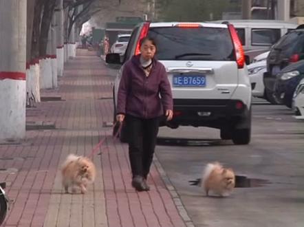 网上办理养犬证 省事又快捷