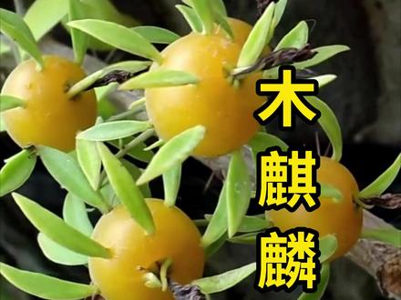 木麒麟,是一种仙人掌,果实带有刺! #木麒麟 #科普 #涨知识