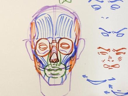 面部肌肉理解 #儿童绘画 #简笔画画 #绘画手绘