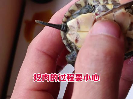 乌龟腐甲正确处理方法#乌龟腐甲#碘伏