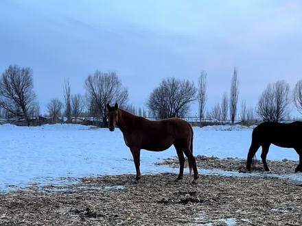 母本都是知名种公马的后代、有新源飞机、红纯血、坦克、考萨儿卡斯卡、星星、#伊犁马、#新源飞机#红纯血#母马#伊犁