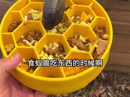 没有蚂蚁还能喂什么给食蚁兽 #食蚁兽 #动物园 #动物世界